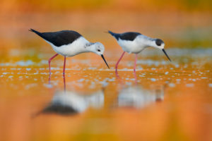 Stilt walker (Himantopus himantopus), two animals looking for food on the water surface Stilt walker (Himantopus himantopus), two animals looking for food on the water surface